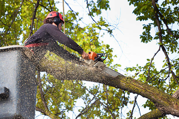 Best Storm Damage Tree Cleanup  in Mary Esther, FL